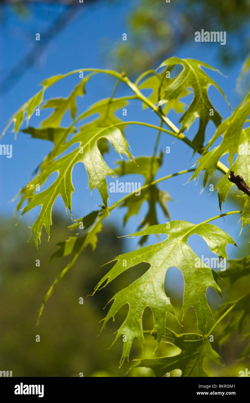 Le Chêne écarlate, Quercus coccinea, Fagaceae, USA, Amérique, dab szkarlatny Banque D'Images