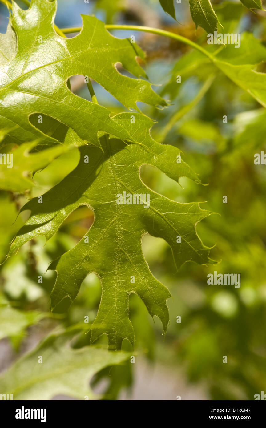 Le Chêne écarlate, Quercus coccinea, Fagaceae, USA, Amérique, dab szkarlatny Banque D'Images