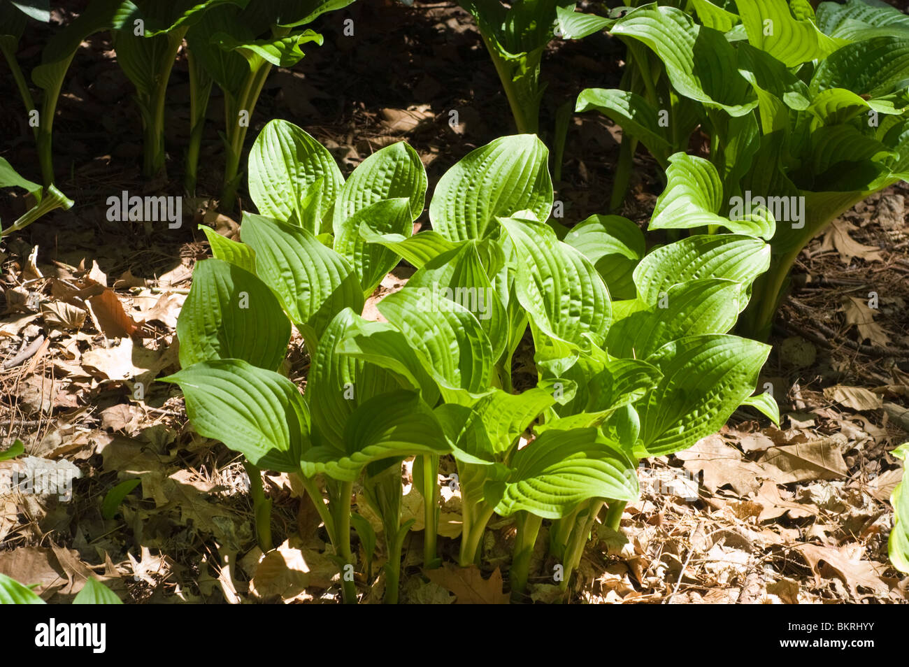 Hosta Royal Standard, parfumé hosta, Hostaceae Banque D'Images