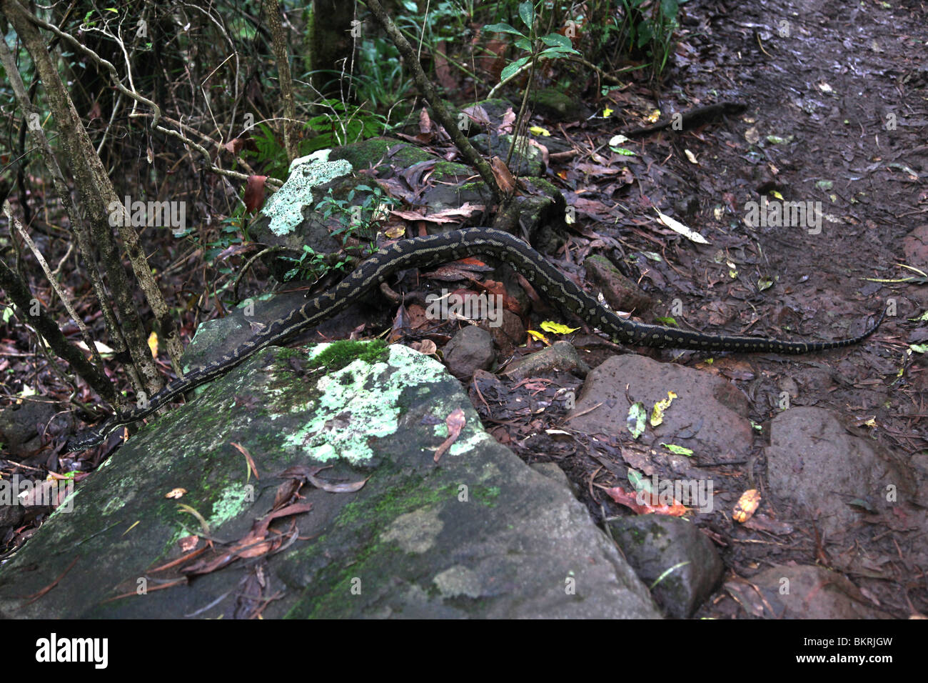 Morelia spilota Carpet Python (Mt) Avertissement (Wollumbin), NSW, Australie Banque D'Images