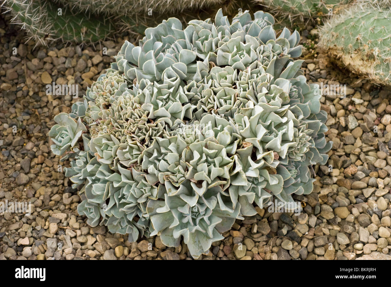 Topsy Turvy, Echeveria runyonii, Crasullaceae, Mexique, plante succulente Banque D'Images