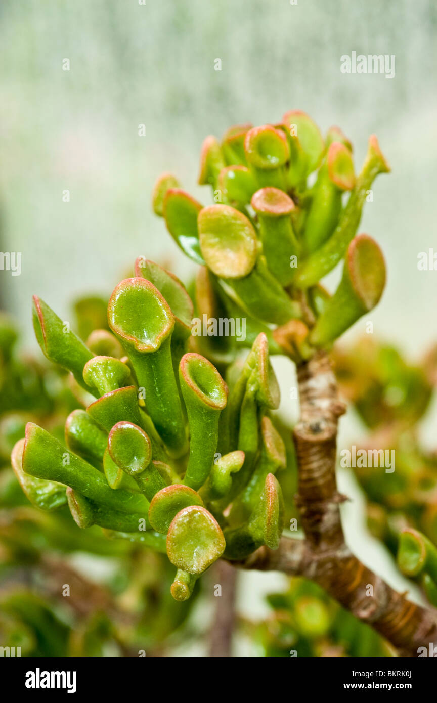 Arbre de Jade, jade plant, arbre de l'amitié, la chance, l'argent de l'usine, usine de Crassula ovata Crassula argentea, var Gollum, Crassulaceae Banque D'Images