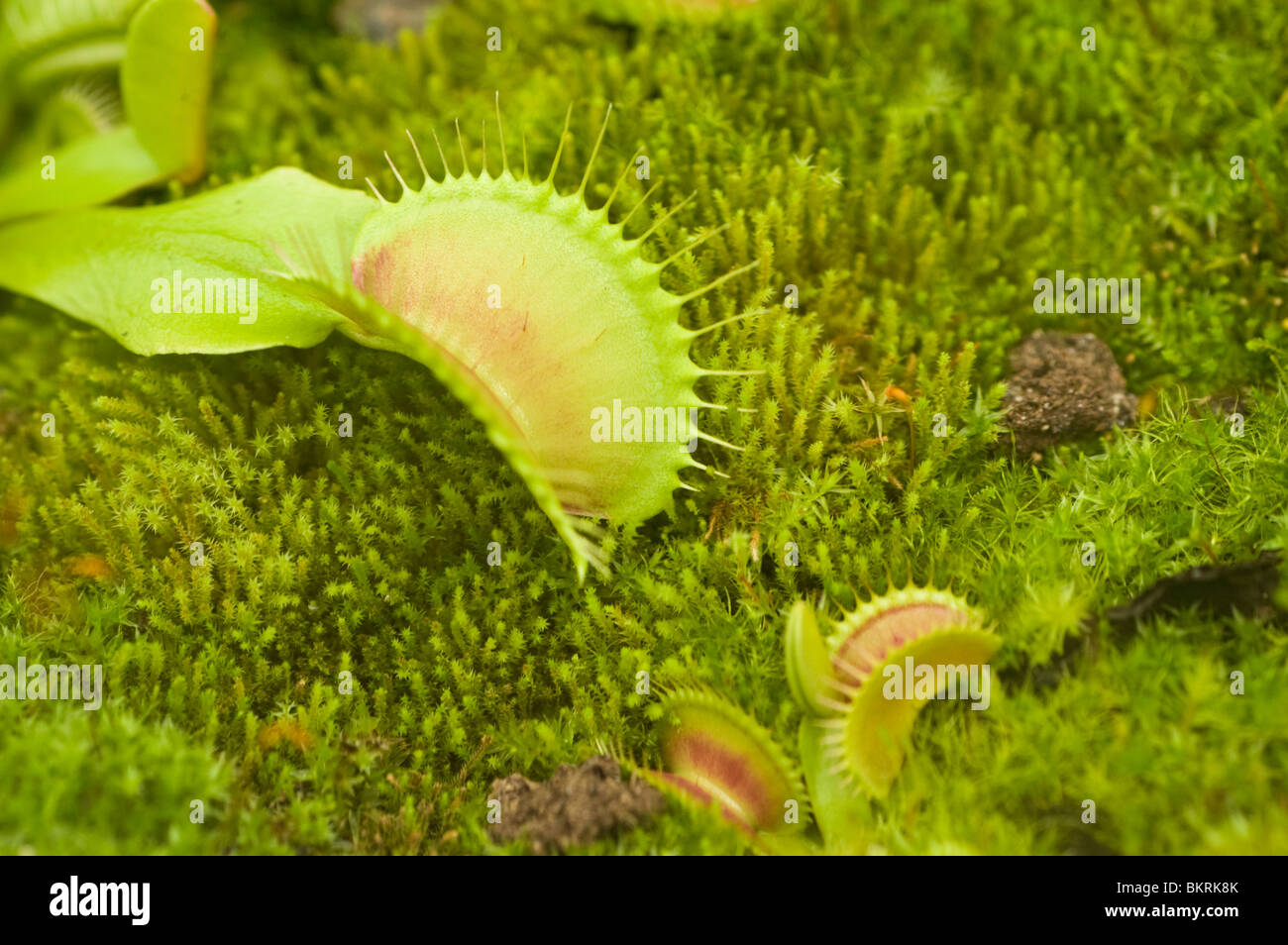 Venus Flytrap, Dionaea muscipula, plante carnivore, Droseraceae Banque D'Images
