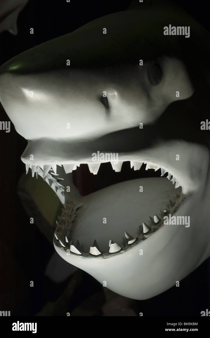 Modèle blanc avec des dents pointues de requins, Niagara Falls, NY, USA Banque D'Images