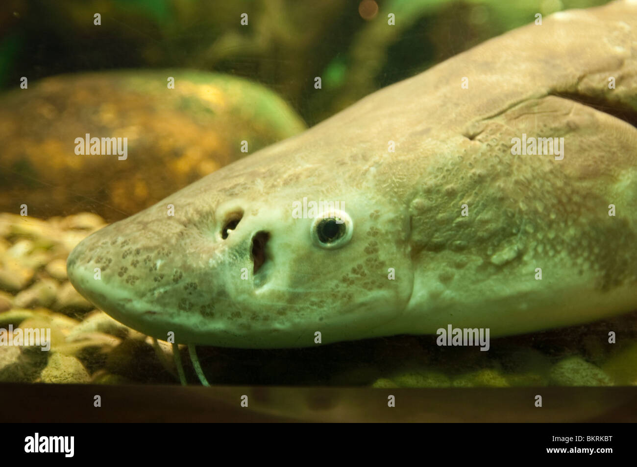Lake sturgeon acipenser fulvescens Banque de photographies et d’images
