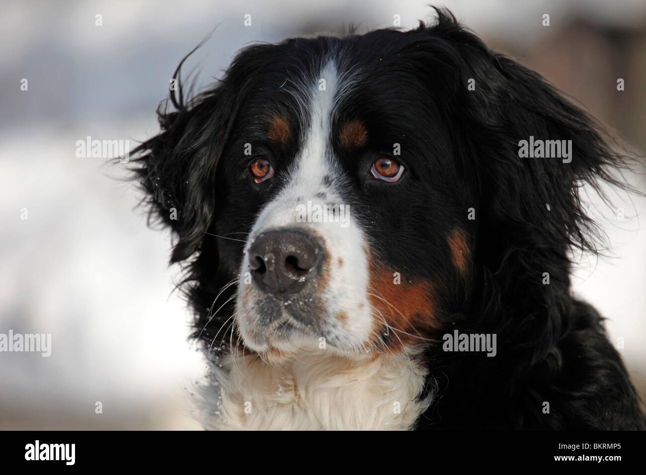 Berner Sennenhund / Bernese Mountain Dog Banque D'Images