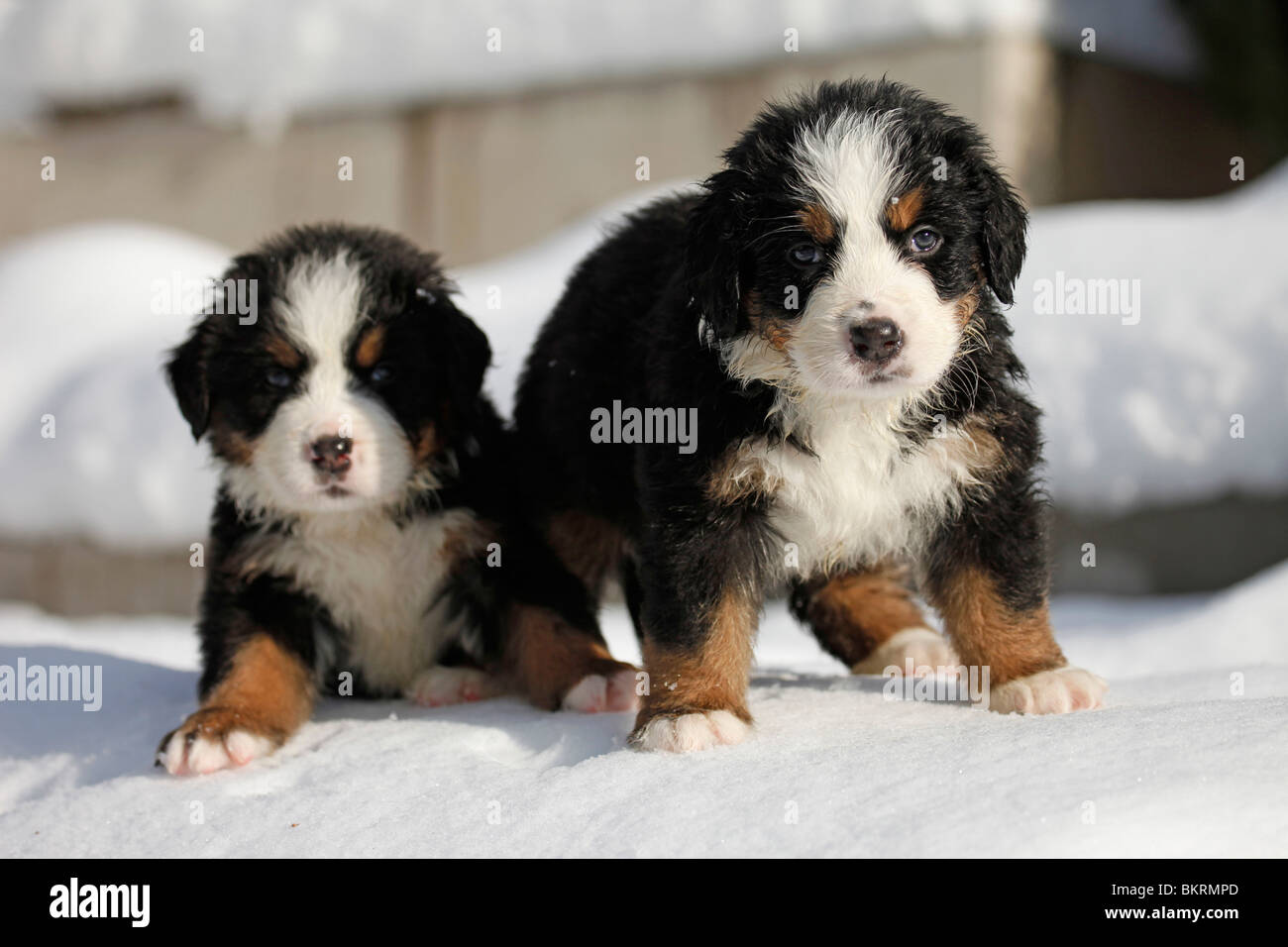 Berner Sennenhunde / Bouvier Bernois Banque D'Images
