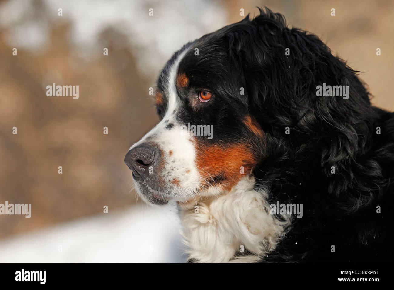 Berner Sennenhund / Bernese Mountain Dog Banque D'Images