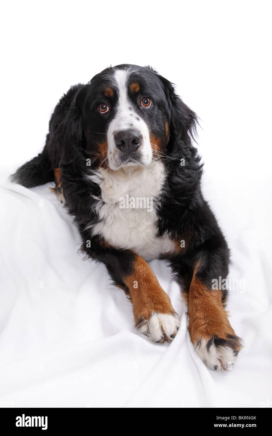 Berner Sennenhund / Bernese Mountain dog Banque D'Images