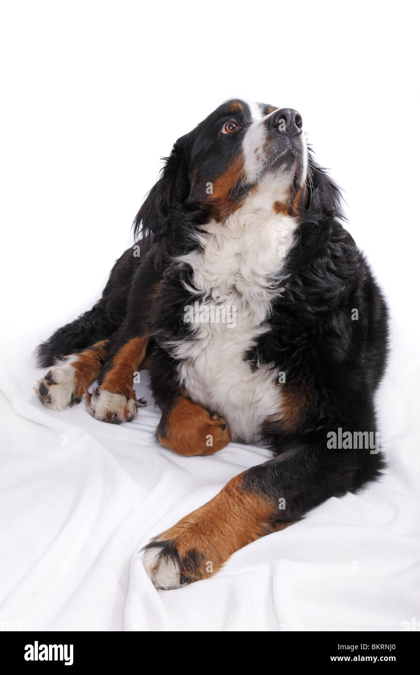 Berner Sennenhund / Bernese Mountain dog Banque D'Images