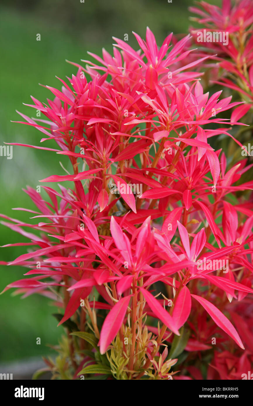 Pieris, plante à fleur de ressort Banque D'Images