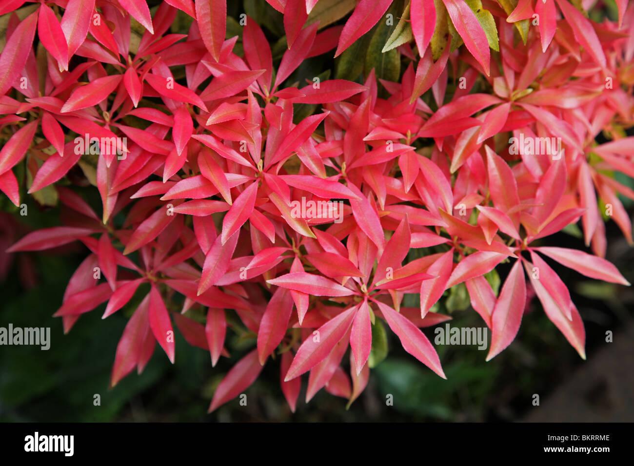 Pieris, plante à fleur de ressort Banque D'Images