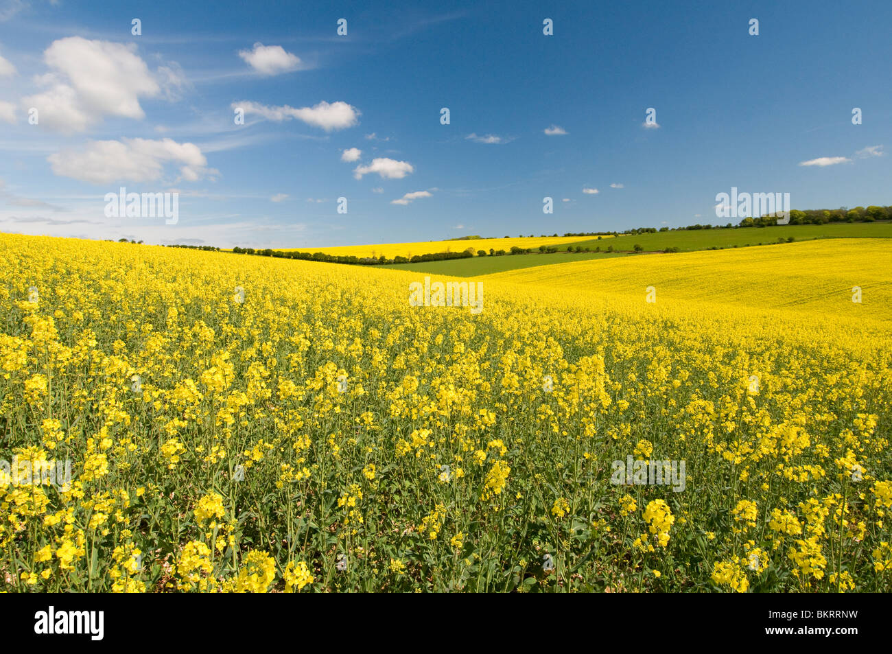 De plus en plus d'huile de colza dans le parc national des South Downs, Sussex, Angleterre Banque D'Images De plus en plus d'huile de colza dans le parc national des South Downs, Sussex, Angleterre Banque D'Images