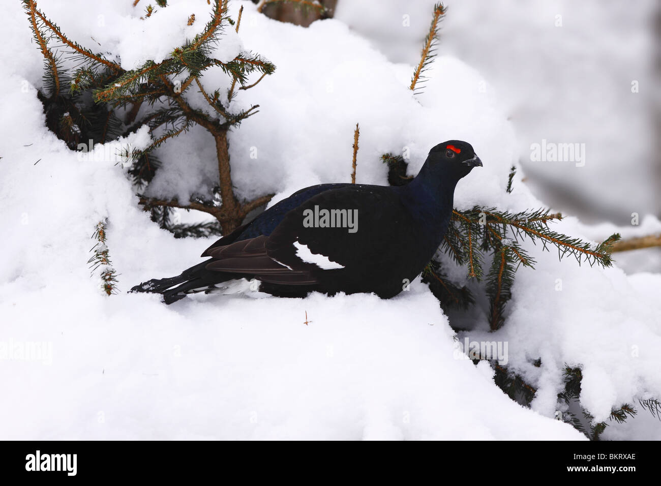 Tétras lyre Banque D'Images