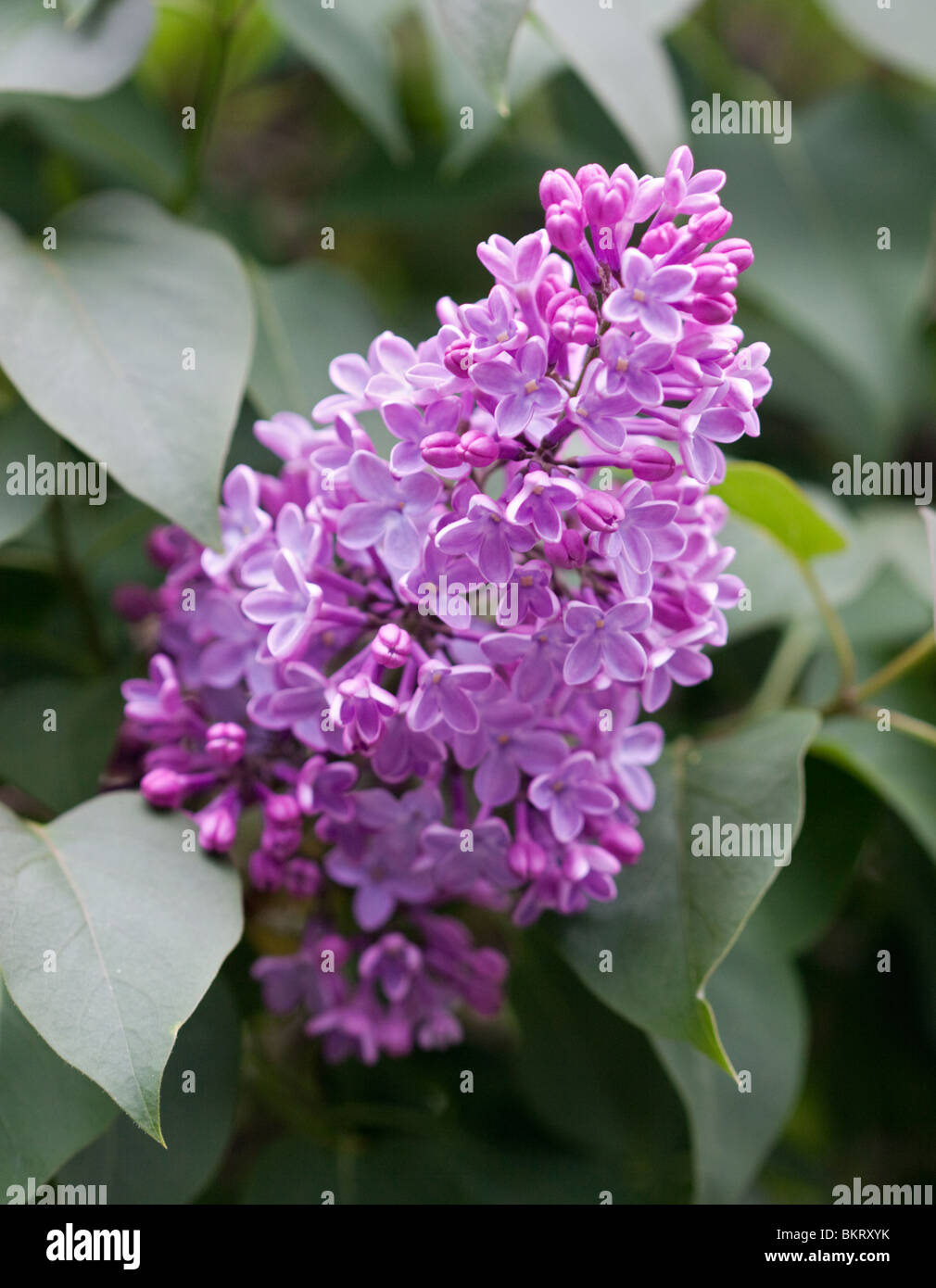 Le lilas commun (Syringa vulgaris) Banque D'Images