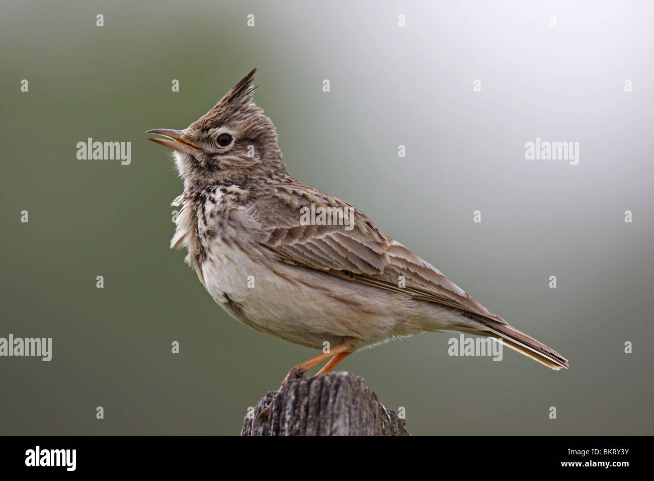 Haubenlerche Lerche Crested Lark Galerida cristata Banque D'Images