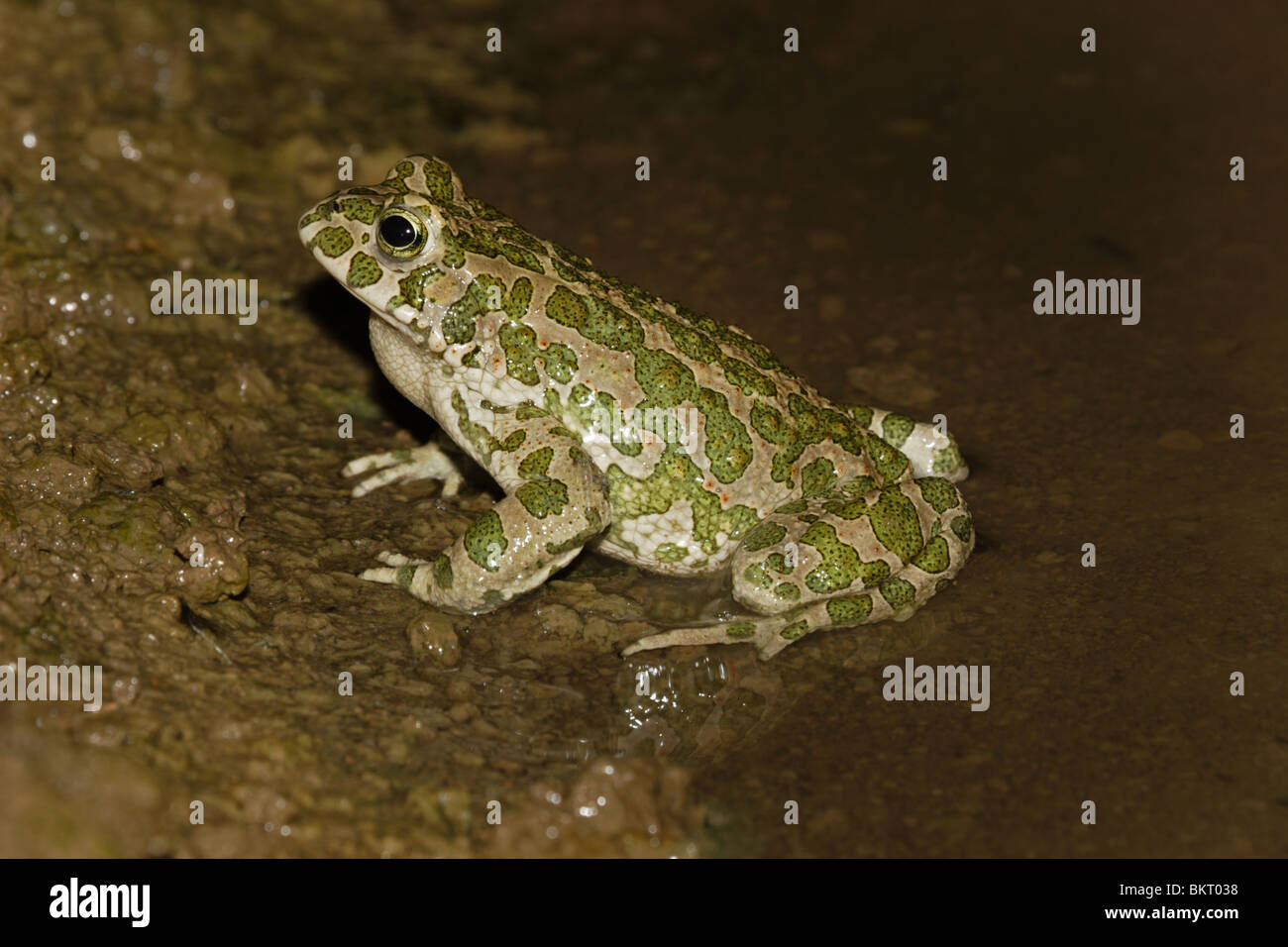 Wechselkröte, Kröte, Frosch, Européen, verte, crapaud Bufo viridis, Banque D'Images