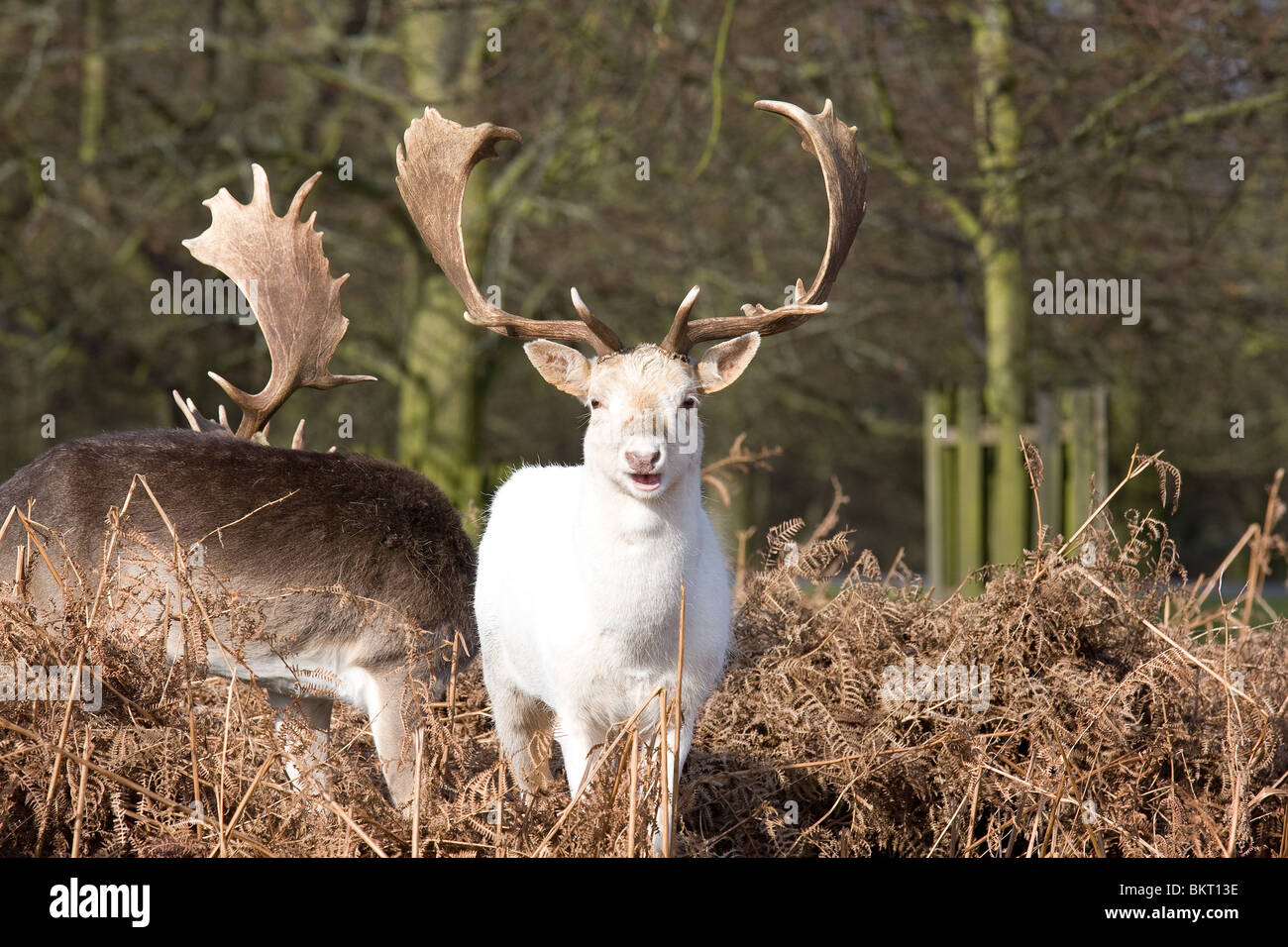 Un livre blanc cerf daim (Dama dama) Banque D'Images