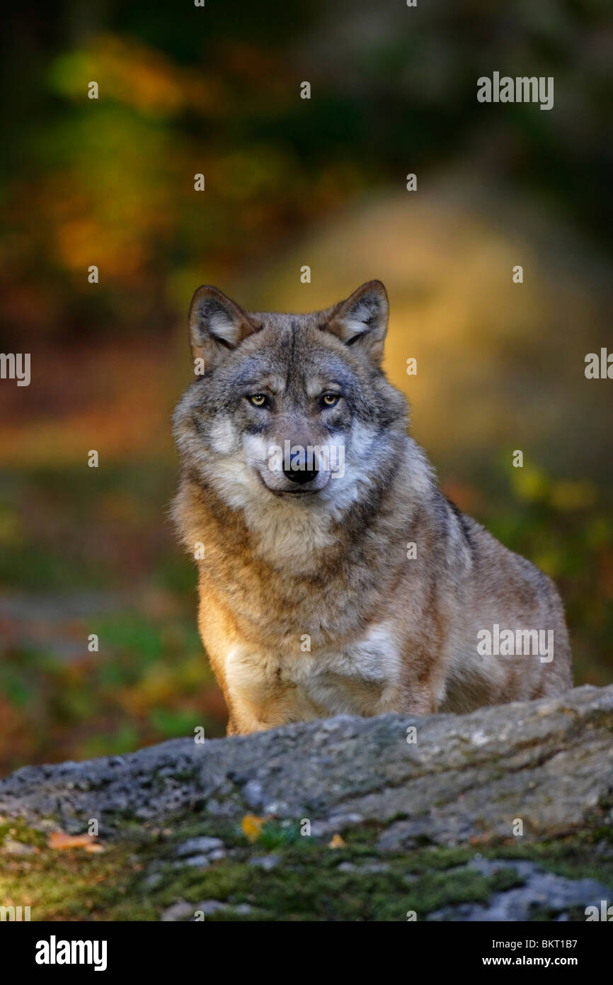 Le loup, Canis lupus, dans la chaude lumière Banque D'Images