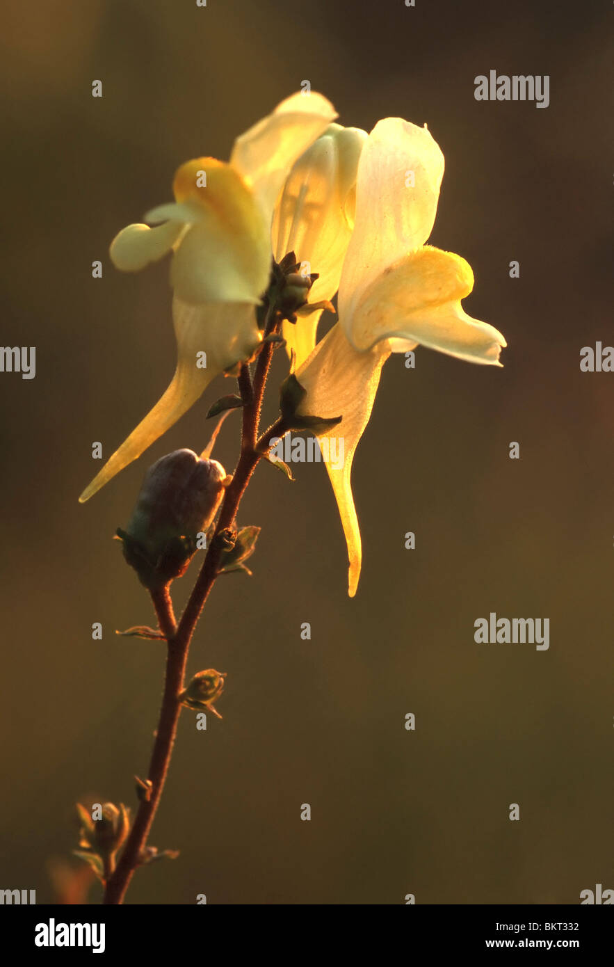 Vlasleeuwenbekje (Linaria vulgaris), BelgiÃ" linaire vulgaire (Linaria vulgaris), Belgique Banque D'Images