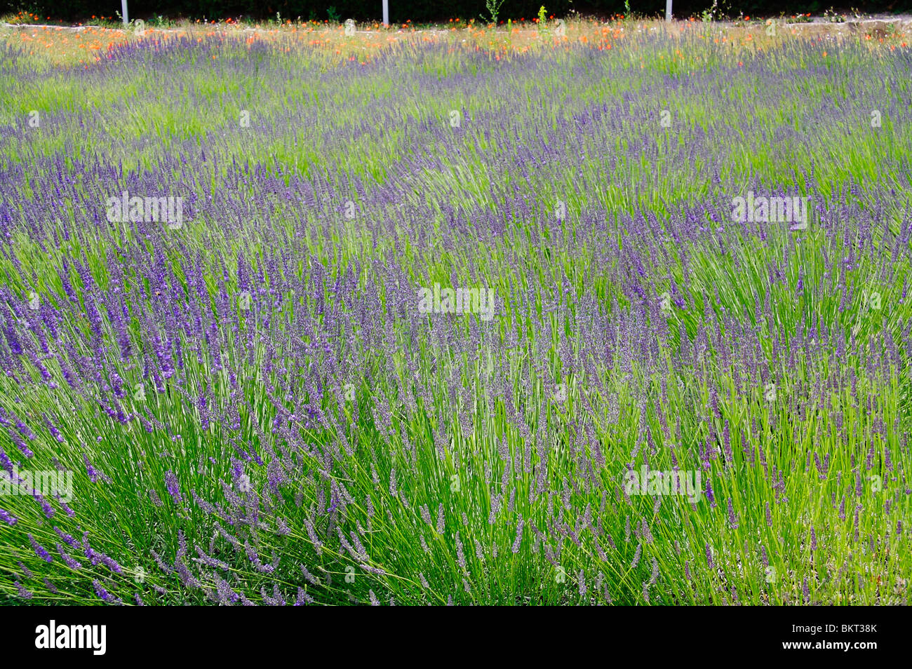 Champ de lavande avec du pavot en arrière-plan la Provence, France. Banque D'Images