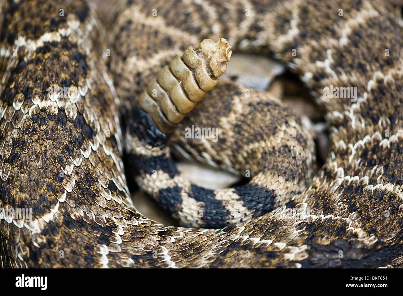 Snake Rattle - la fin de l'amicale de la bobine Banque D'Images