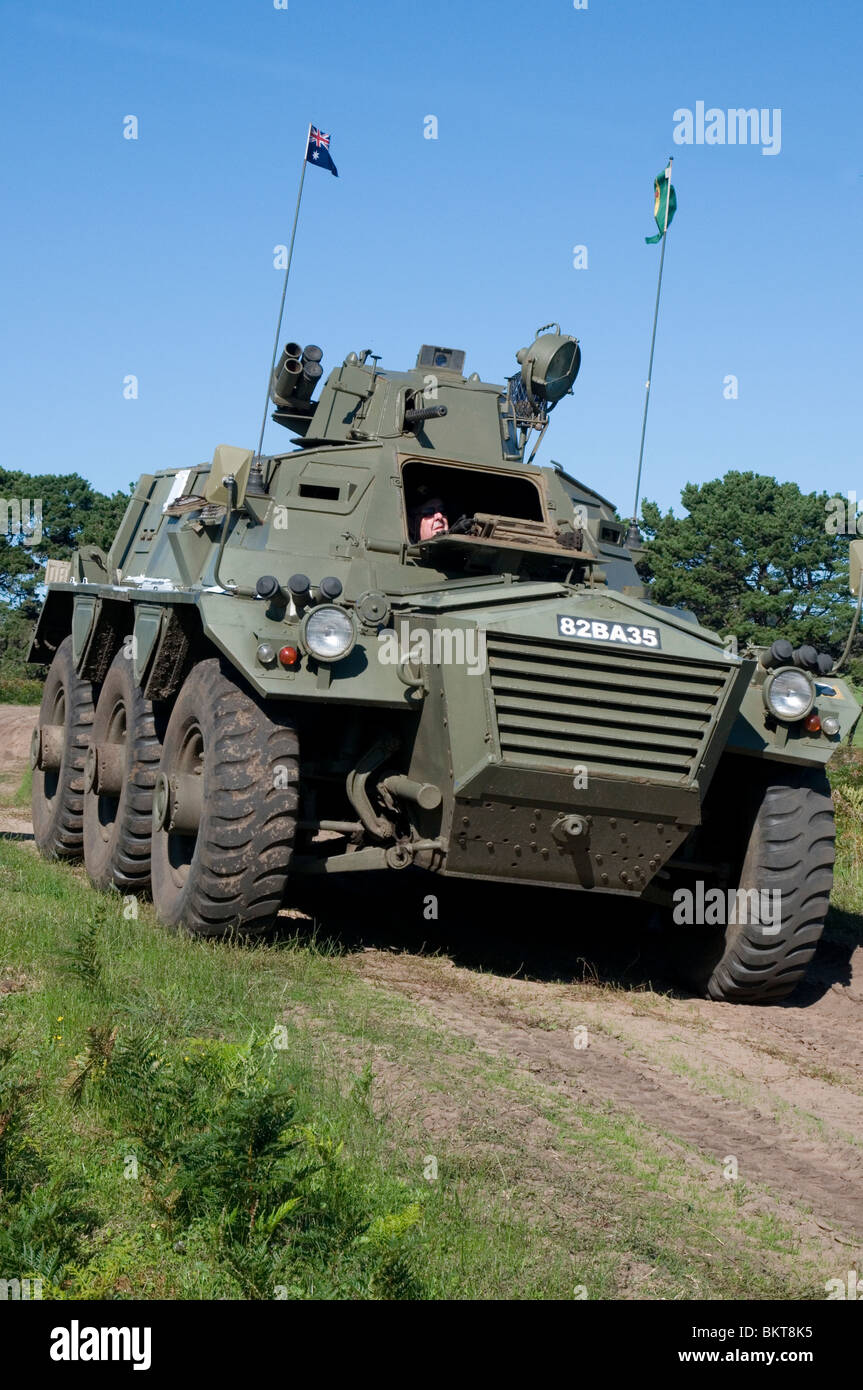 Blindé de sarrasine, Mornington Peninsula, Victoria, Australie Banque D'Images