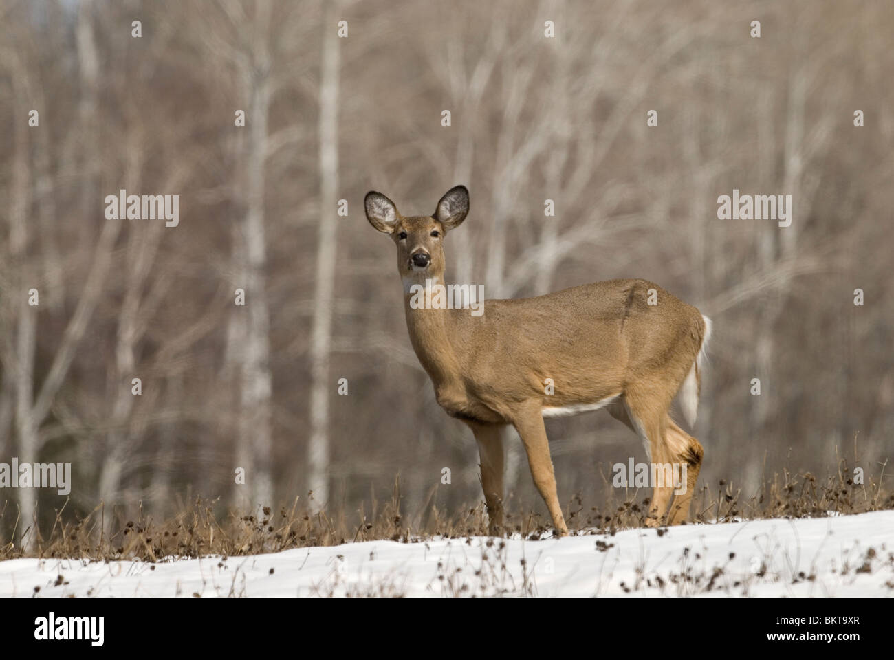 Witstaarthert Een Staat in a rencontré en bedekt veld,un cerf de Virginie debout dans un champ couvert de neige. Banque D'Images