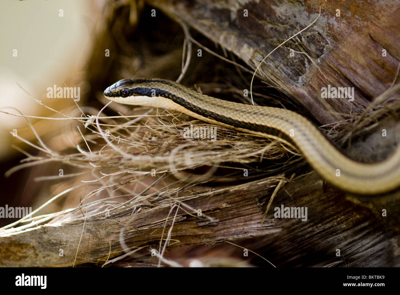 Whip snake en sable/arbre, Erindi réserver, Namibie Banque D'Images