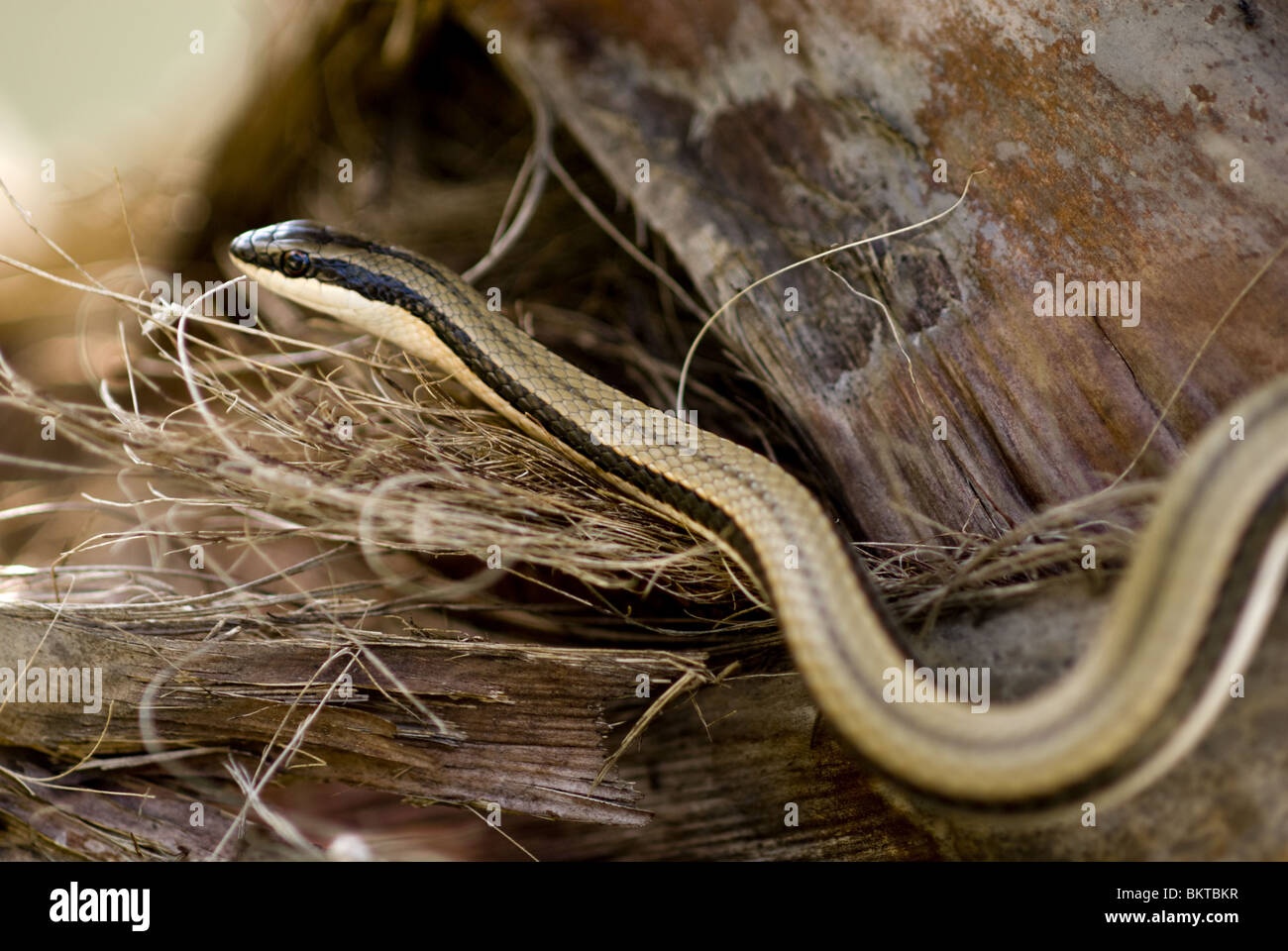 Whip snake en sable/arbre, Erindi réserver, Namibie Banque D'Images