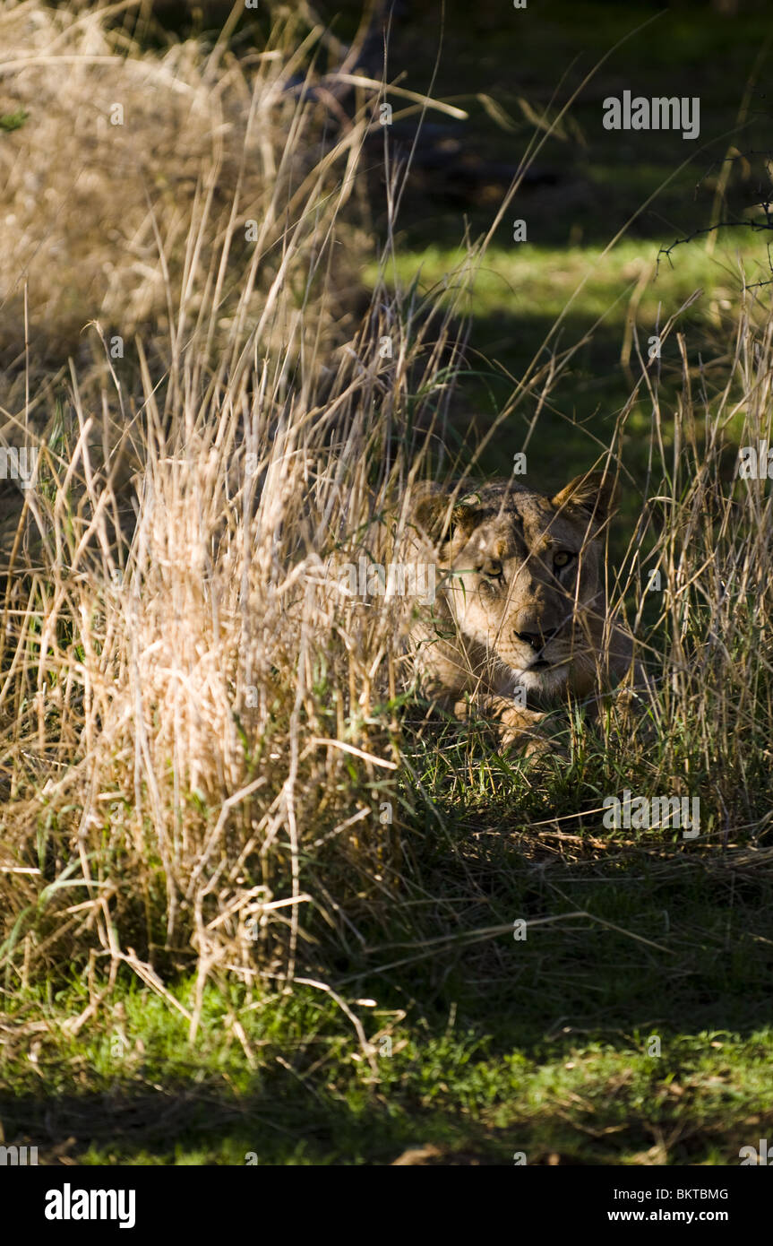 Lionne traque derrière l'herbe, Erindi, la Namibie. Banque D'Images