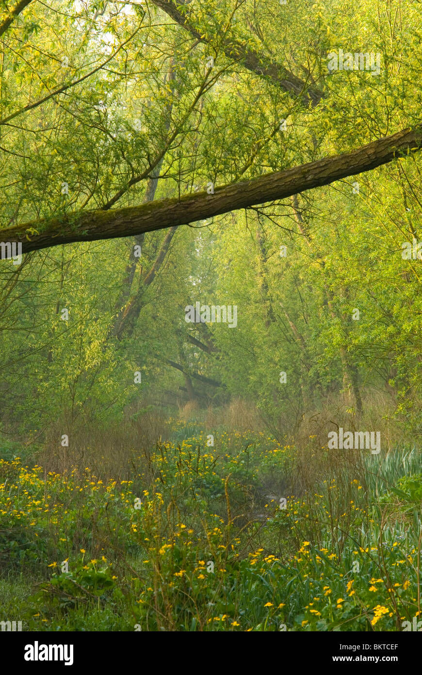 Dans voorjaar klein profijt ; printemps dans la forêt de klein profijt marée Banque D'Images