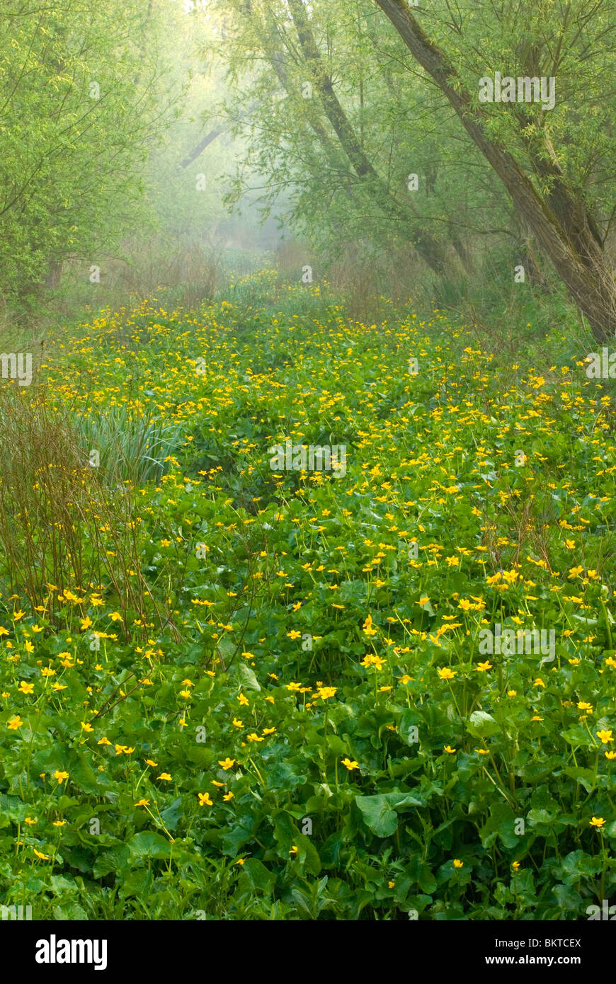 Dans voorjaar klein profijt ; printemps dans la forêt de klein profijt marée Banque D'Images