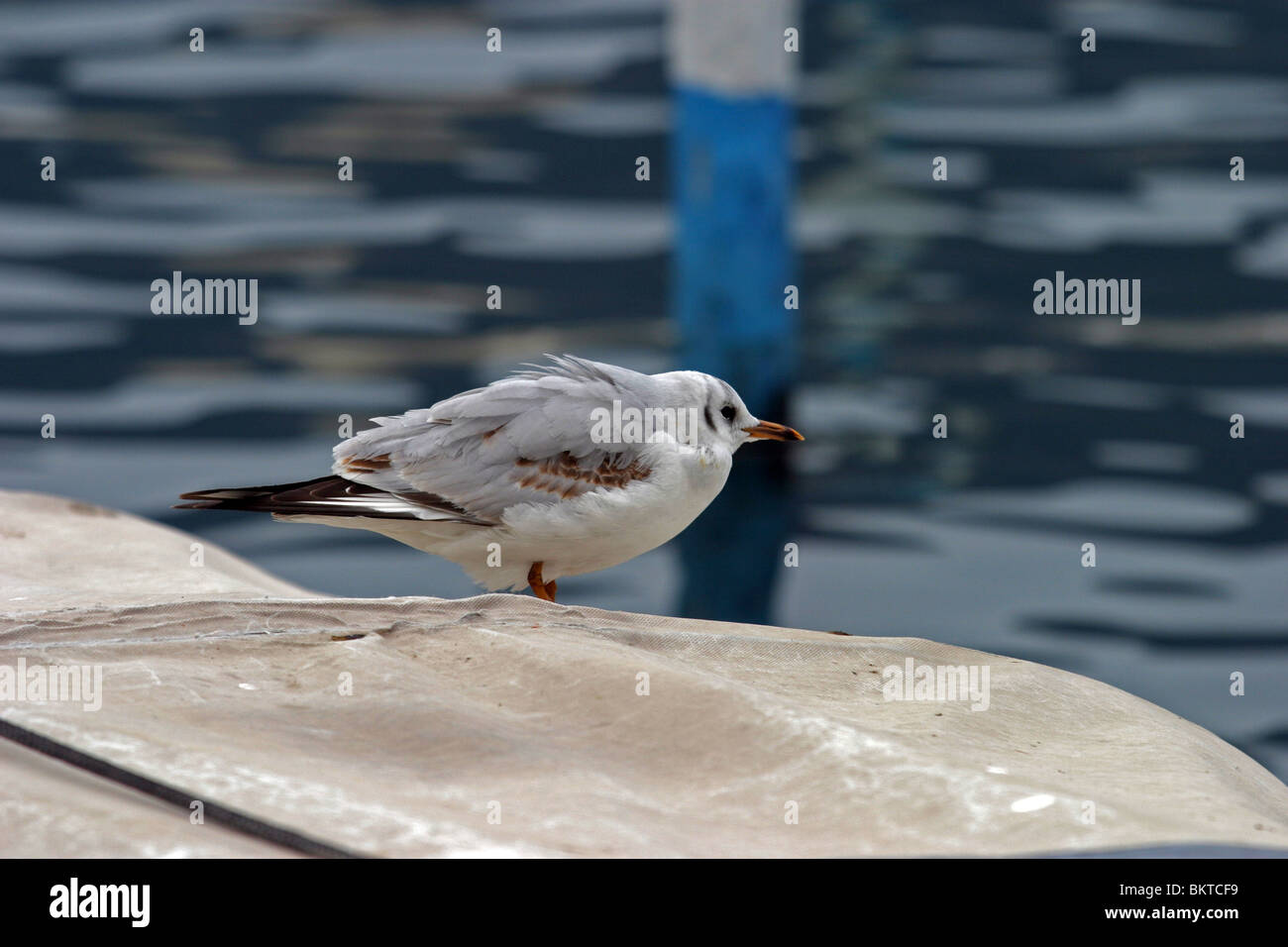 Mouette Banque D'Images