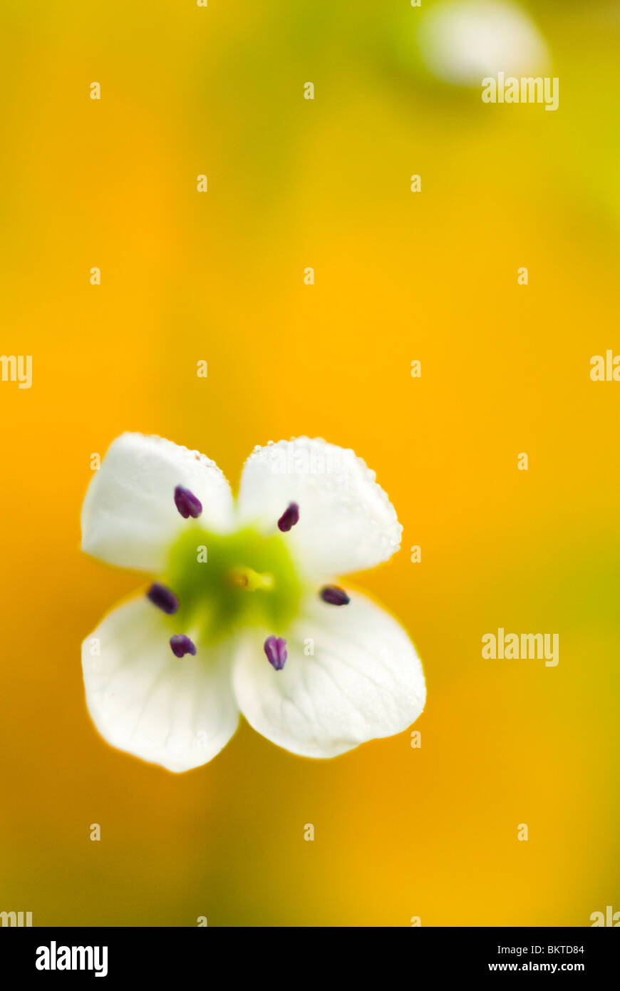 Grand Bitter-Cress (Cardamine amara) Banque D'Images