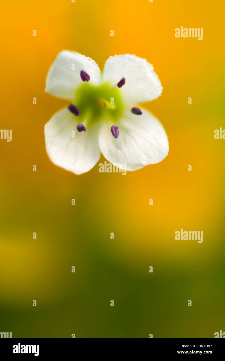 Bittere veldkers ; Grand ; Bitter-Cress Cardamine AmÃ¨re ; Bittere Pinksterblom Schaumkraut ; Bitteres ; Banque D'Images