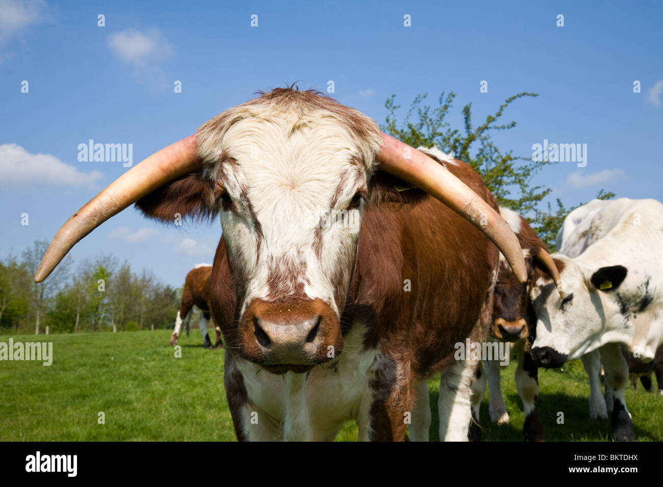 Anglais long horn le bétail Banque D'Images