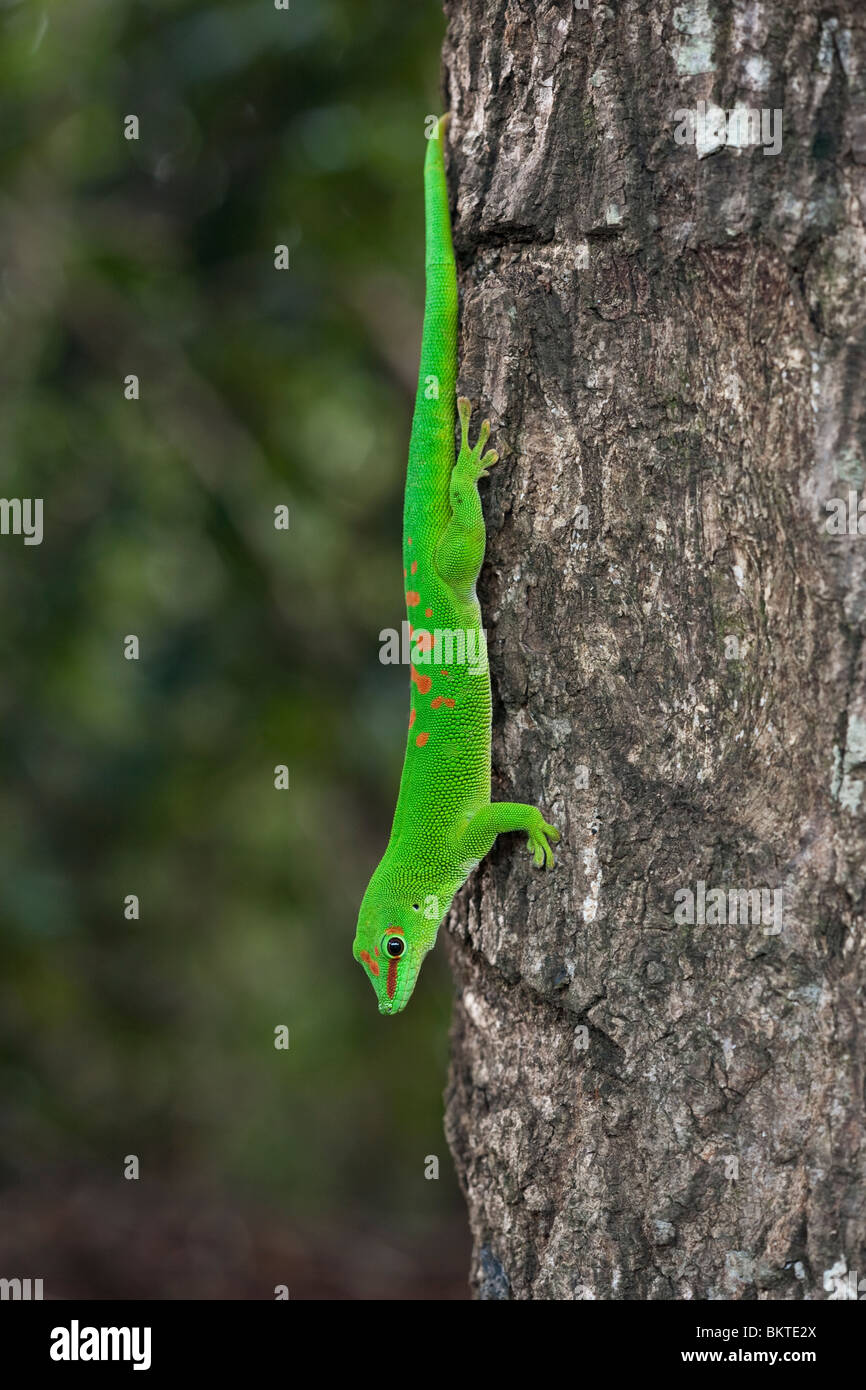 Jour géant Phelsuma madagascariensis grandis, Gecko, Montagne d'Ambre, Madagascar Banque D'Images