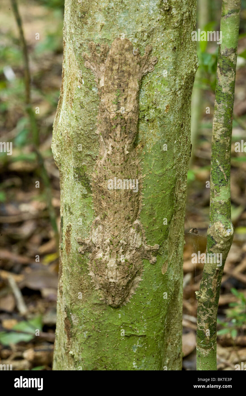 Mossy gecko à queue de feuille, Uroplatus sikorae, Montagne d'Ambre, Madagascar Banque D'Images