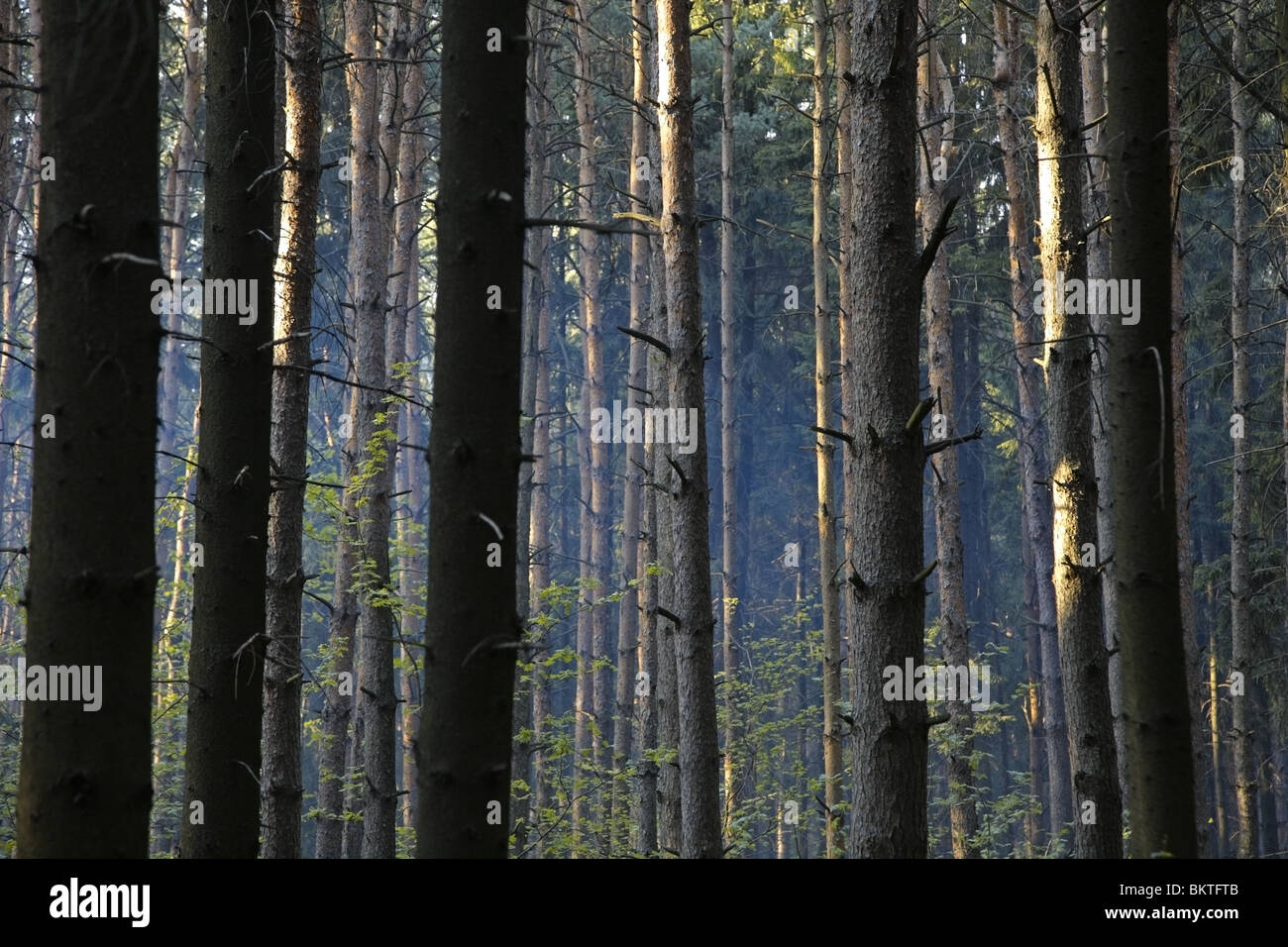 La fumée dans les bois. Résumé Contexte La forêt. Banque D'Images