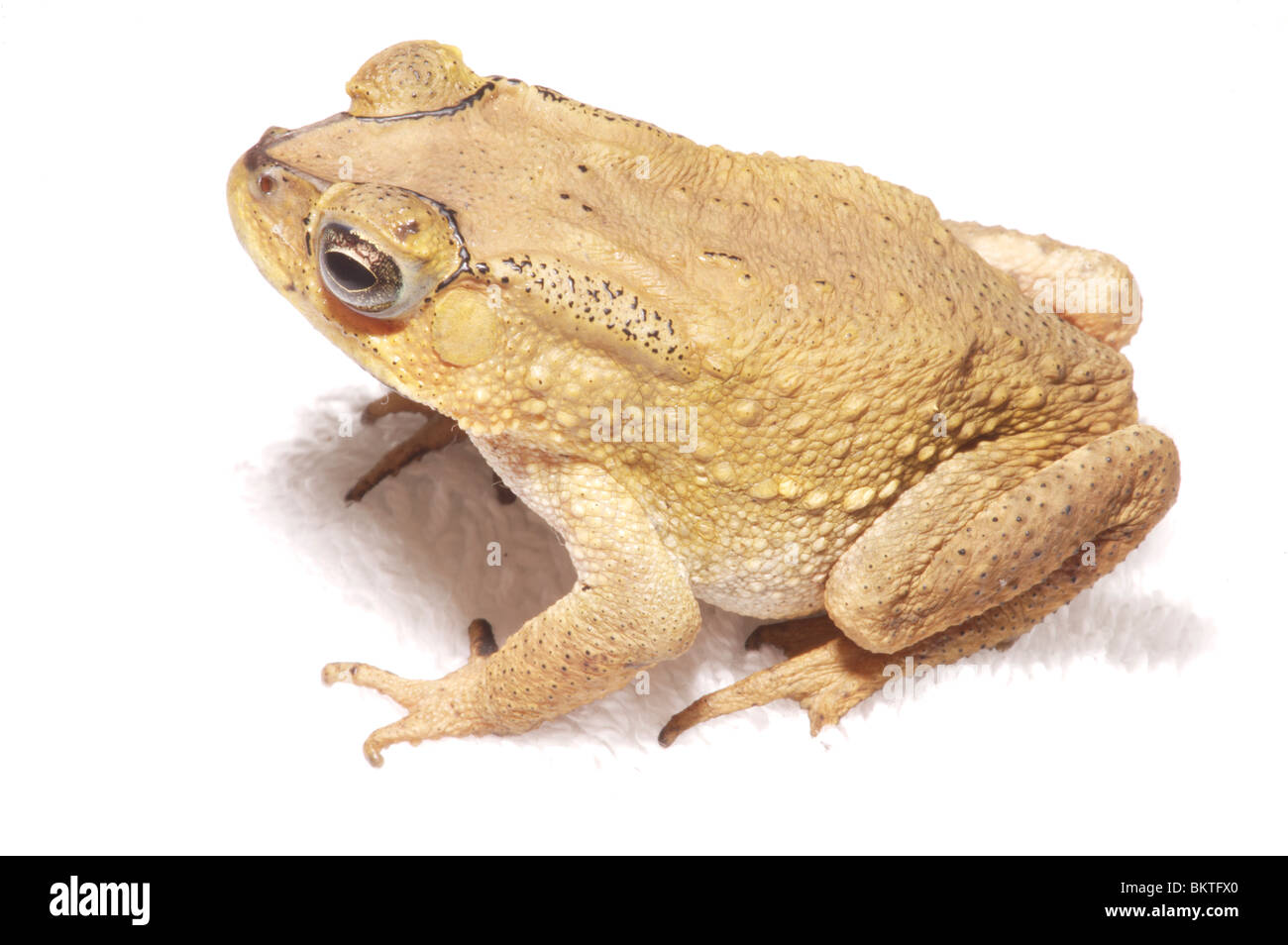 Commune d'Asie (Bufo melanosticus) Singapour. Banque D'Images