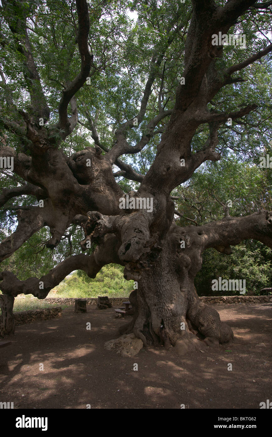 Vieil arbre Banque D'Images