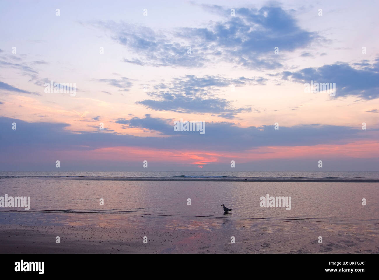 Strand maasvlakte tijdens zonsondergang rencontré op de voorgrond een kleine mantelmeeuw ; plage à la maasvlakte pendant le coucher du soleil avec une moindre goéland marin Banque D'Images