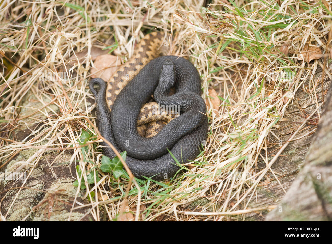 Les additionneurs (Vipera berus). 'Noir' ou melanistic pèlerin serpent ainsi qu'un animal de couleur normaux. Avril. Le Hampshire. Banque D'Images