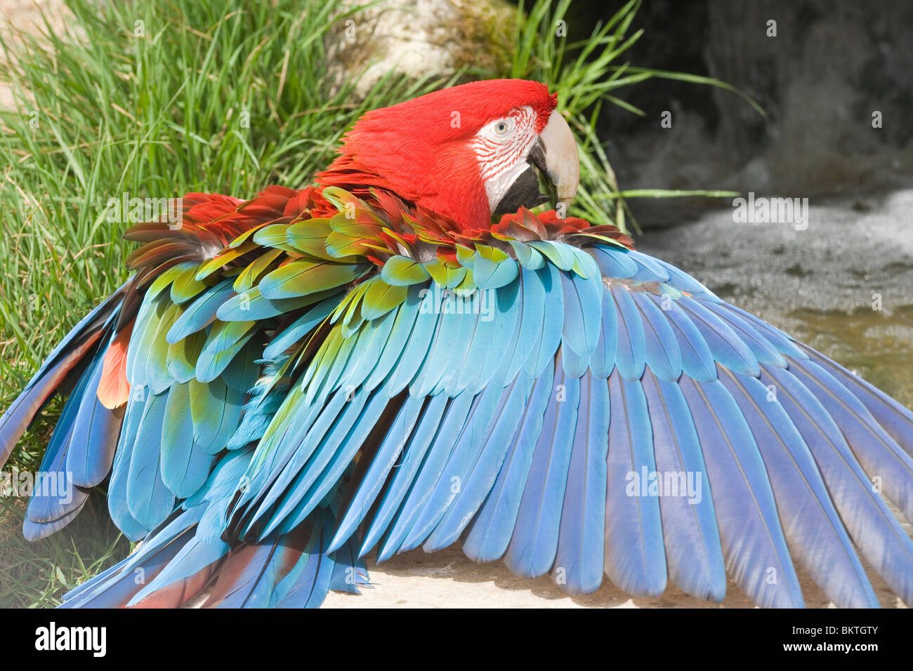 Green-winged Macaw (Ara chloroptera). Tout pèlerin sun tendue de l'aile. La distribution ; E. Panama au nord de l'Argentine. Banque D'Images