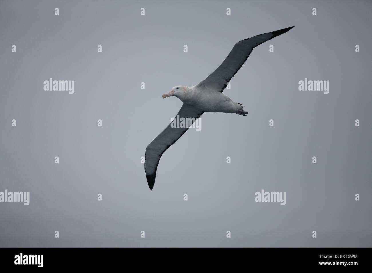 Vue ventrale d'un albatros hurleur (Diomedea exulans) en vol. Passage de Drake, 22 novembre 2009. Banque D'Images