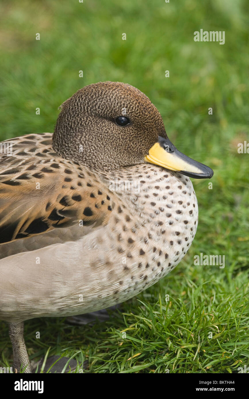 Chilien ou Sarcelle à bec jaune (Anas flavirostris flavirostris). Banque D'Images