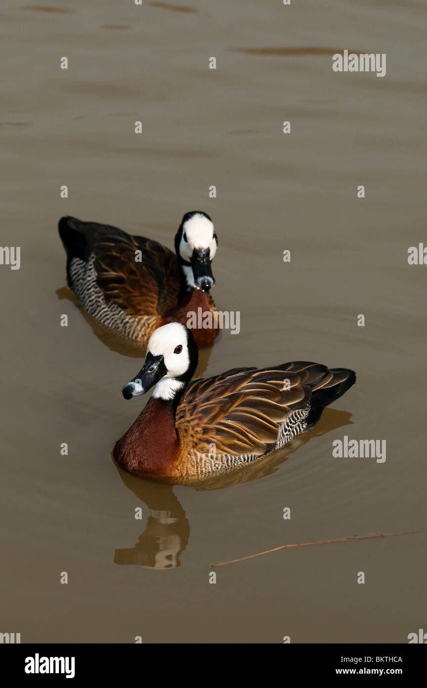 Sifflement à face blanche-canards, Dendrocygna viduata, à Slimbridge WWT dans le Gloucestershire Banque D'Images