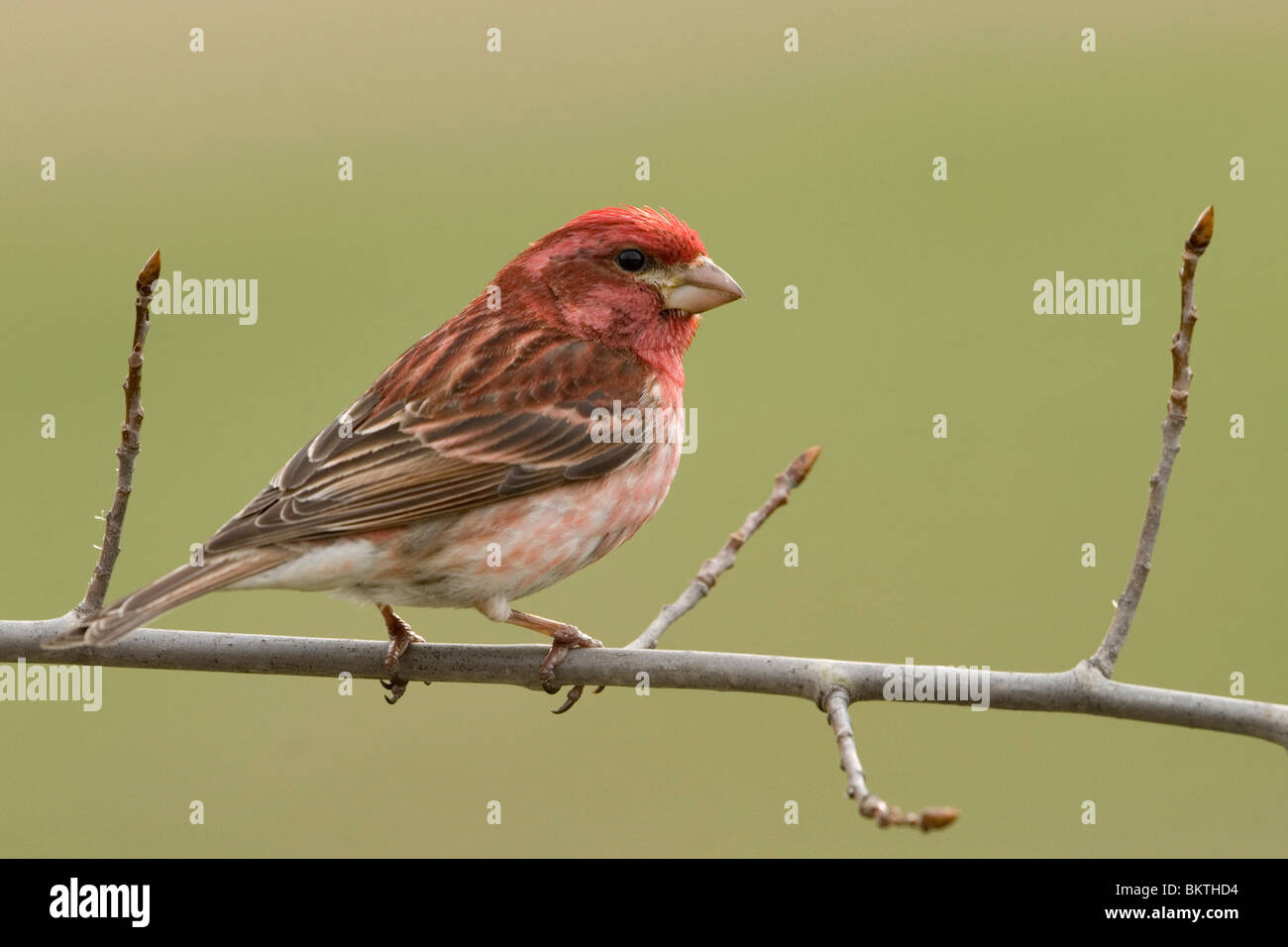 Een Amerikaanse Roodmus zittend op een tak,UN Roselin pourpré assis sur une branche. Banque D'Images