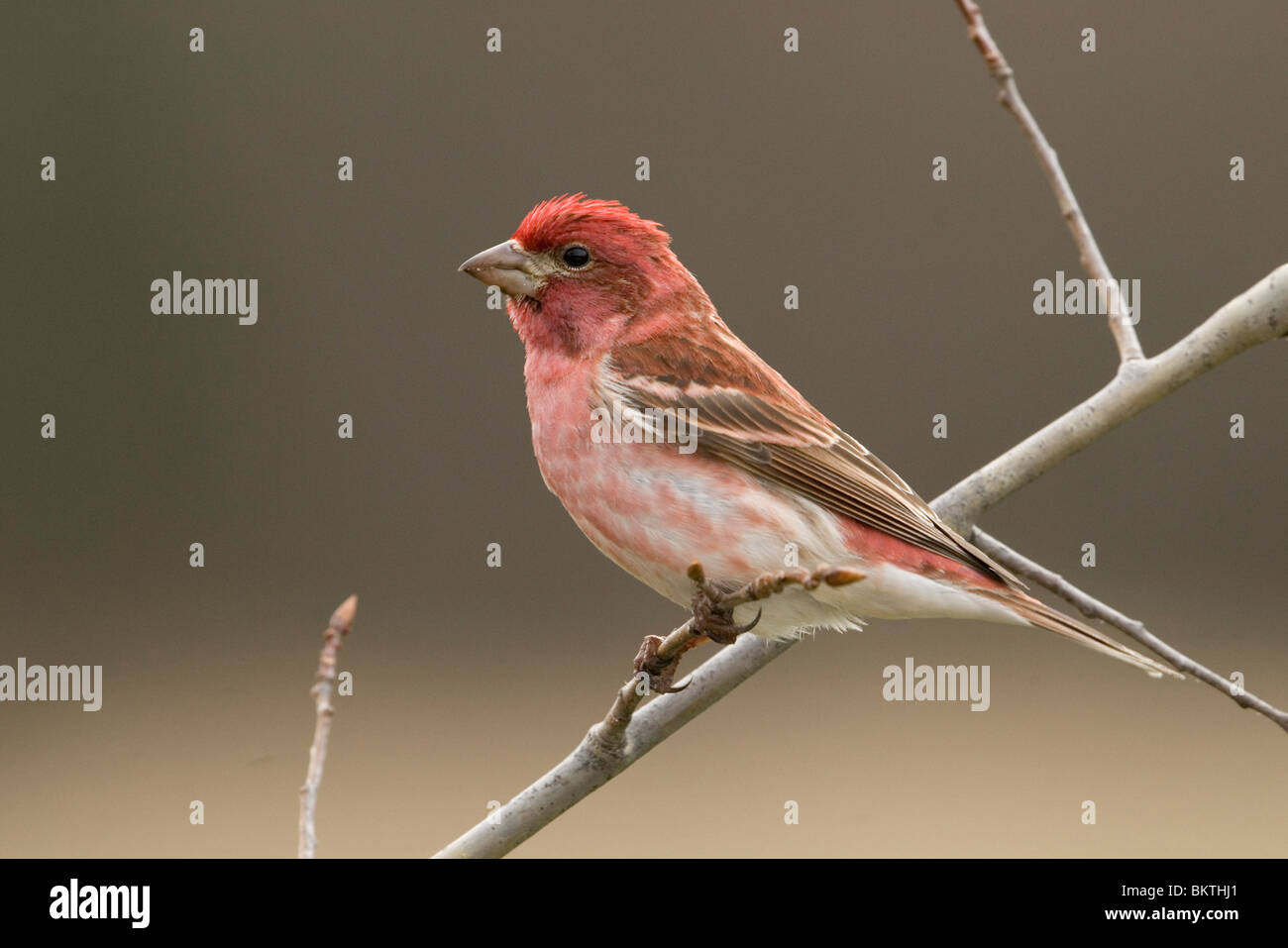 Een Amerikaanse Roodmus zittend op een tak,UN Roselin pourpré assis sur une branche. Banque D'Images